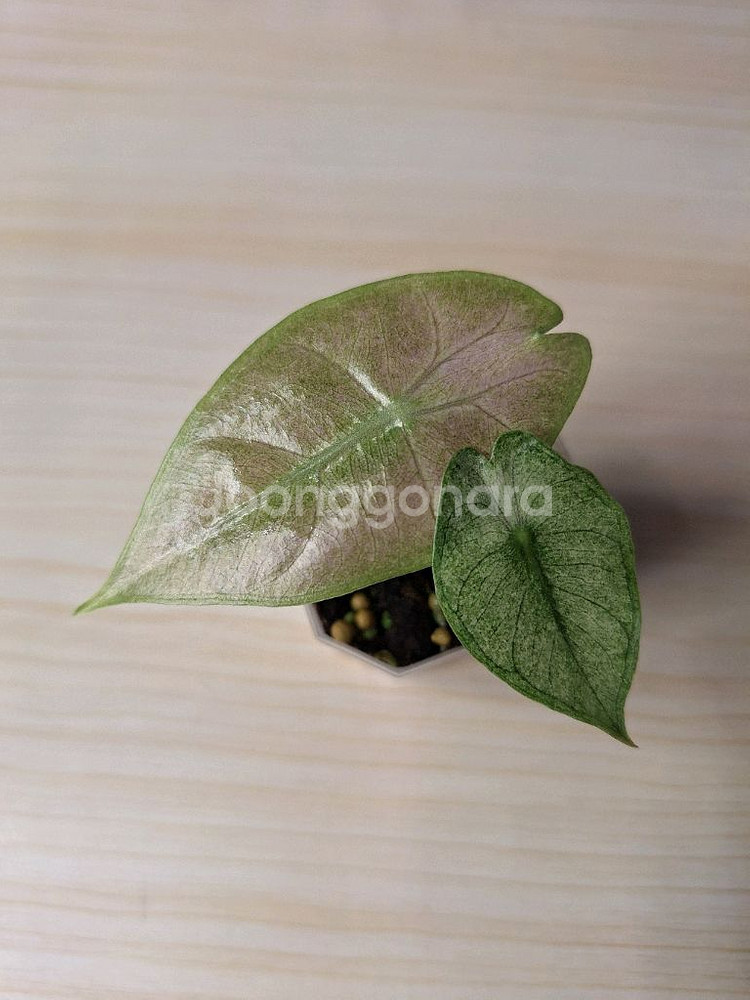 알로카시아 핑크드래곤 민트 바리에가타--0