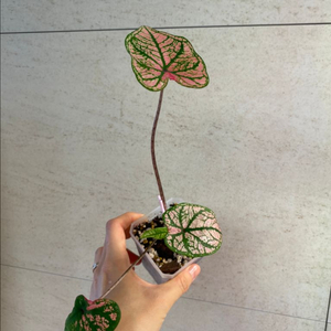 칼라디움 스프링플링