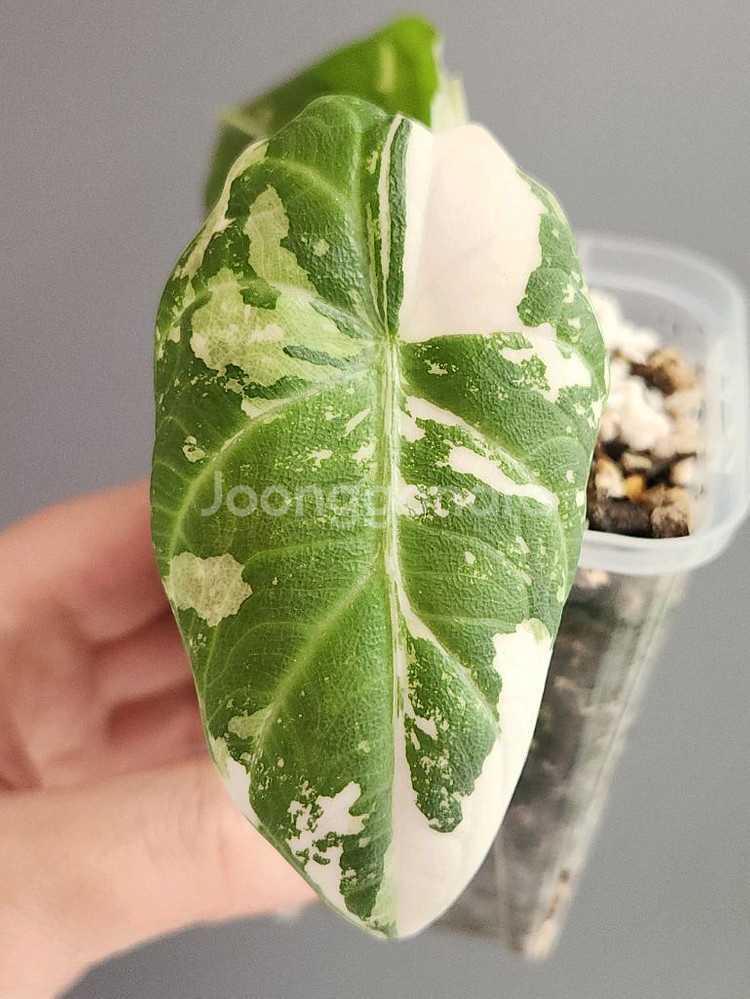 (자구2개)알로카시아 마하라니 바리에가타--1