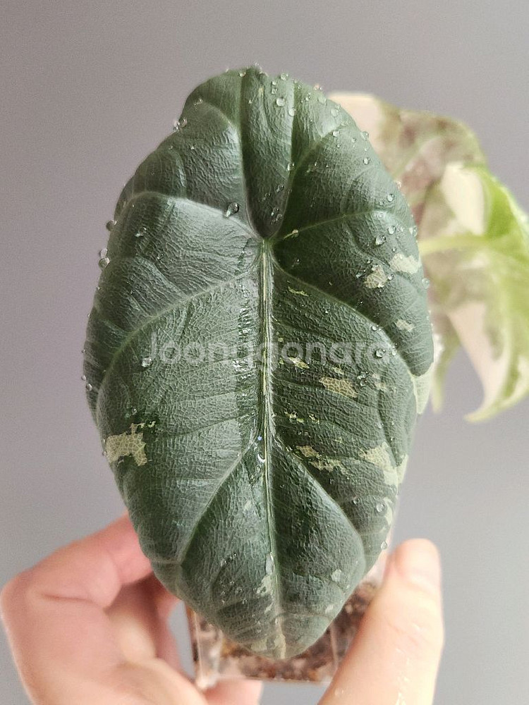 (자구2개)알로카시아 마하라니 바리에가타--3