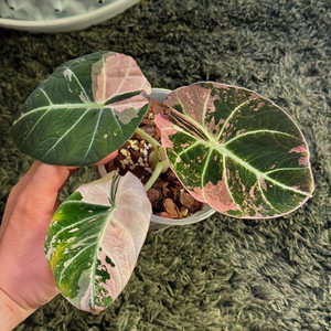 알로카시아 블랙벨벳핑크바리에가타