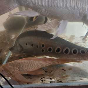 물고기