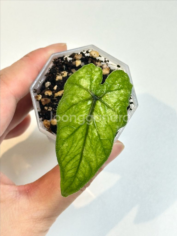 알로카시아 잭클린 미스틱 바리에가타--0