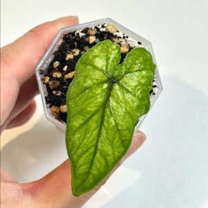 알로카시아 잭클린 미스틱 바리에가타