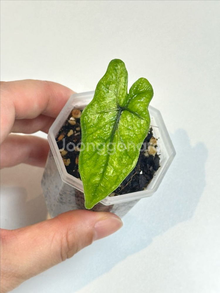 알로카시아 잭클린 미스틱 바리에가타--1