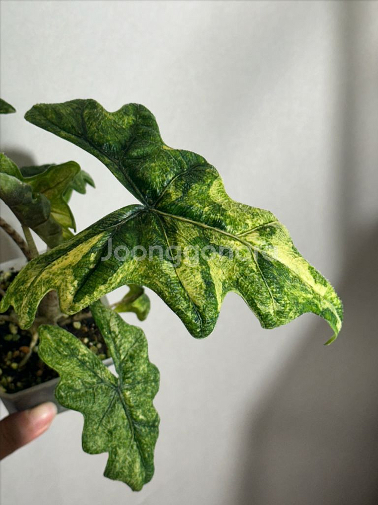 알로카시아 잭클린 미스틱 바리에가타--3