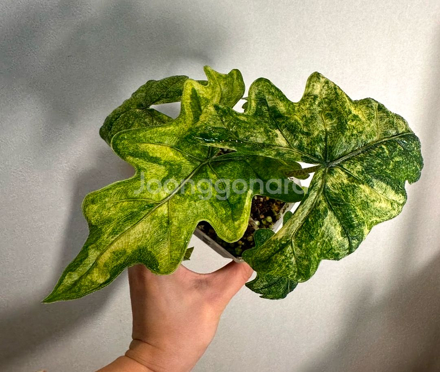 알로카시아 잭클린 미스틱 바리에가타--2