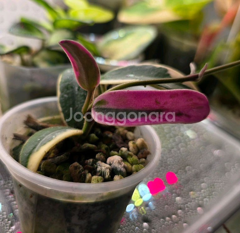 호야 리프리즘 산반 (쌍러너)--0