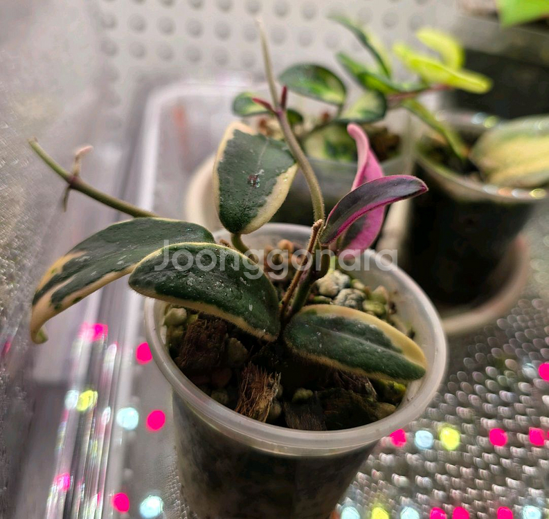 호야 리프리즘 산반 (쌍러너)--1