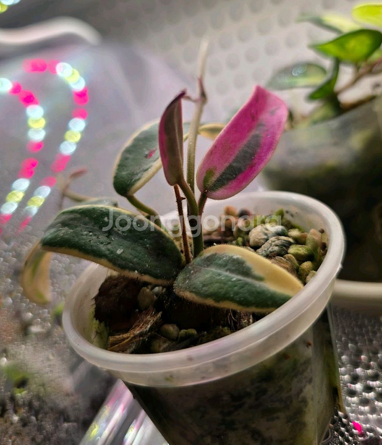 호야 리프리즘 산반 (쌍러너)--2