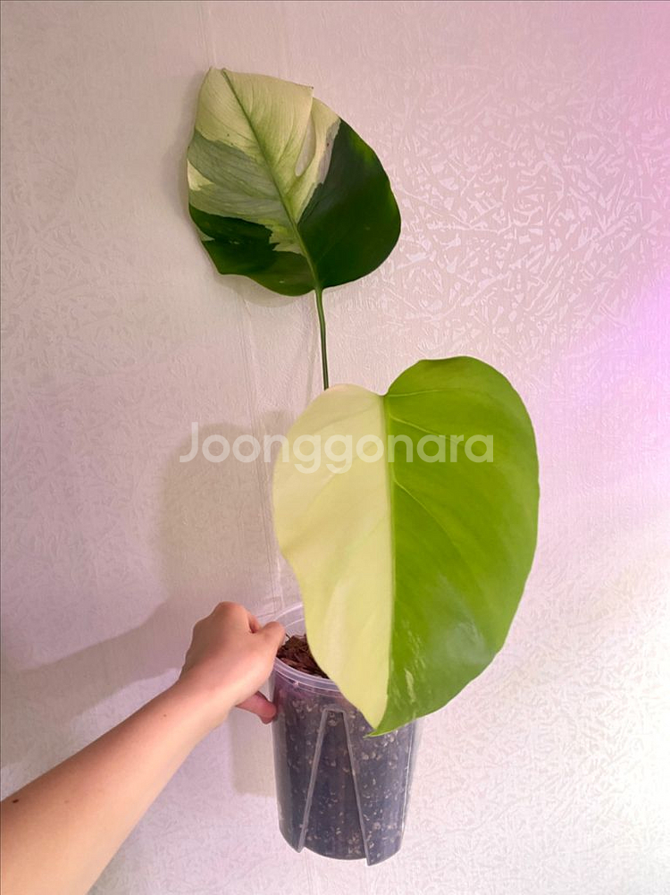 보르시지아나 민트 몬스테라--0