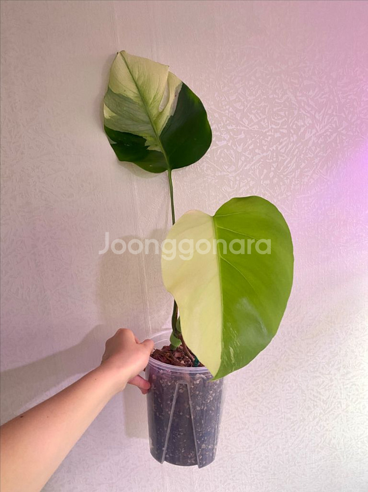 보르시지아나 민트 몬스테라--1