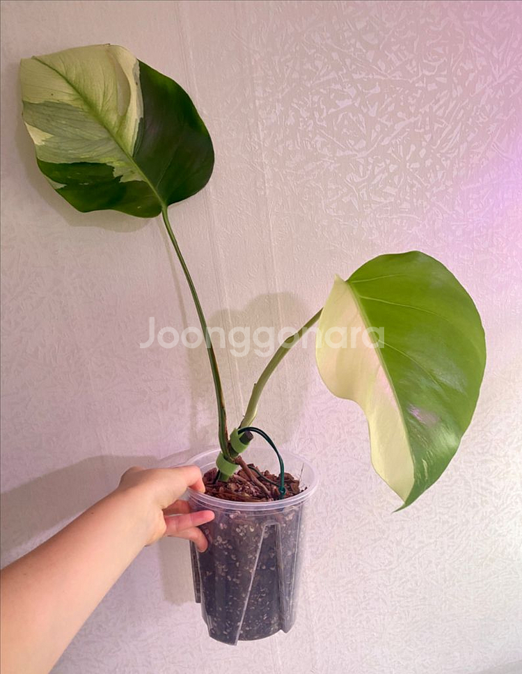 보르시지아나 민트 몬스테라--2