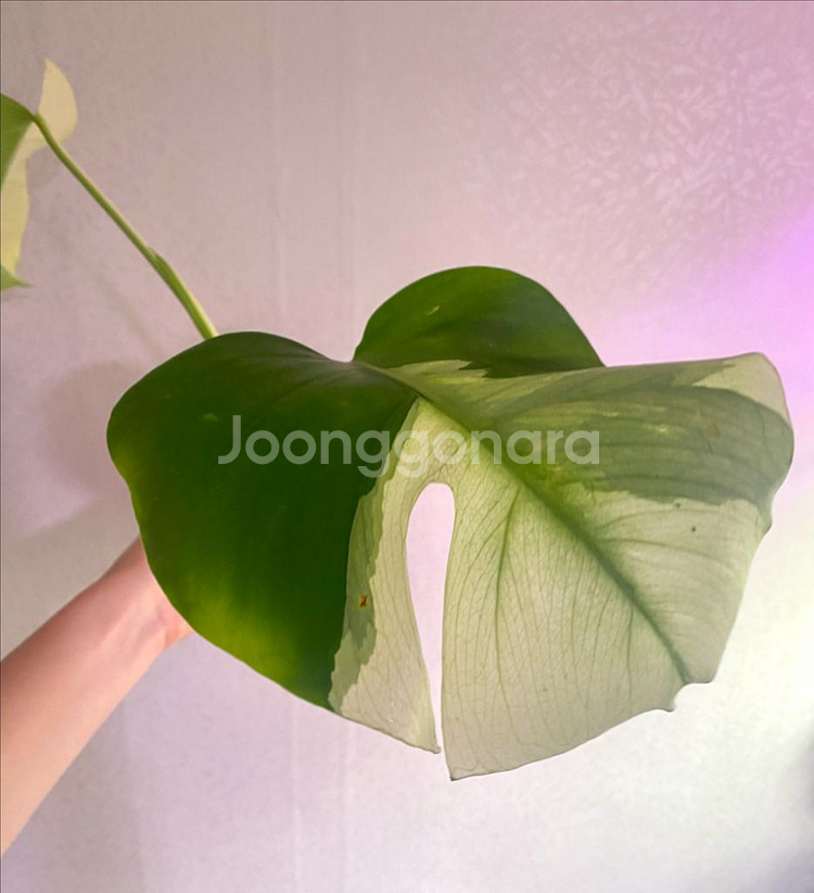 보르시지아나 민트 몬스테라--3