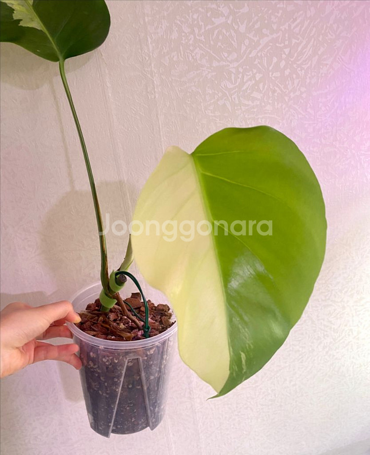 보르시지아나 민트 몬스테라--4