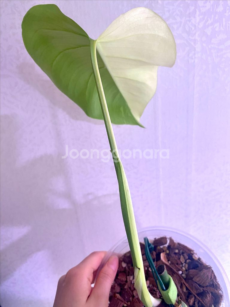 보르시지아나 민트 몬스테라--5