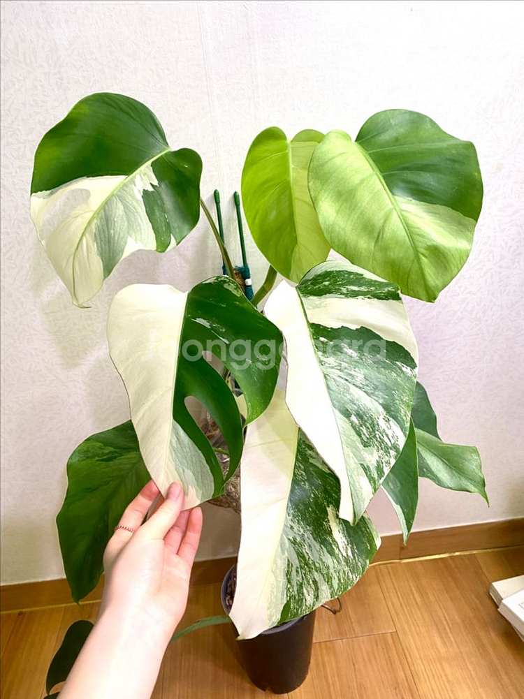 보르시지아나 민트 몬스테라--6