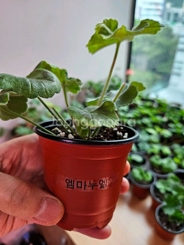 엠마누엘러시아제라늄--1