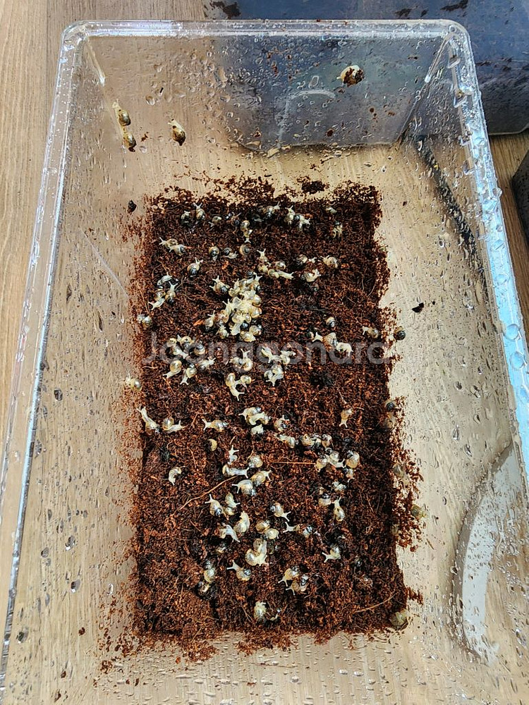 백와달팽이--0
