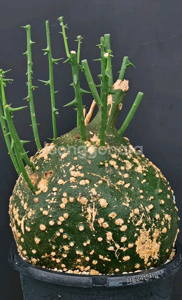 아데니아 글로보사 수형최고 초대품 (아프리카식물/코덱스--0