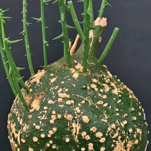 아데니아 글로보사 수형최고 초대품 (아프리카식물/코덱스