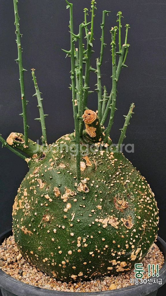 아데니아 글로보사 수형최고 초대품 (아프리카식물/코덱스--1