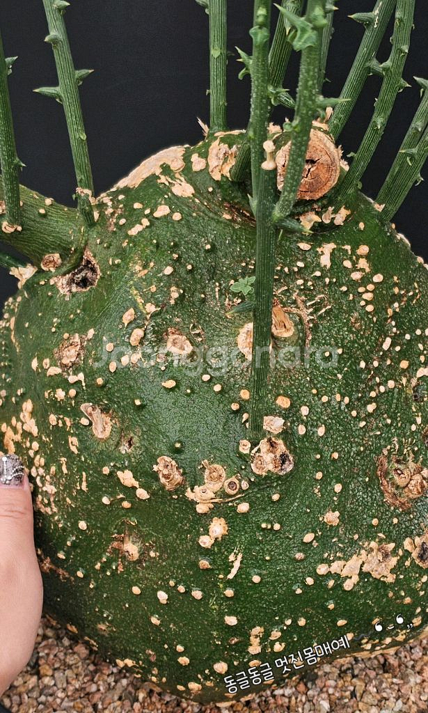 아데니아 글로보사 수형최고 초대품 (아프리카식물/코덱스--2