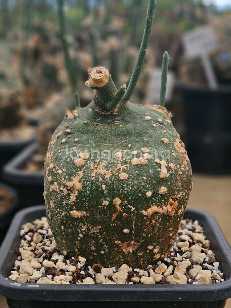 아데니아 글로보사 수형최고 초대품 (아프리카식물/코덱스--4