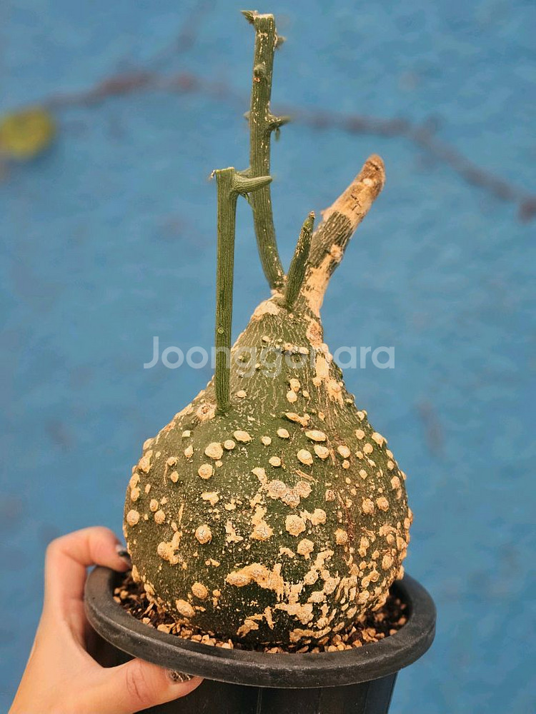 아데니아 글로보사 수형최고 초대품 (아프리카식물/코덱스--3