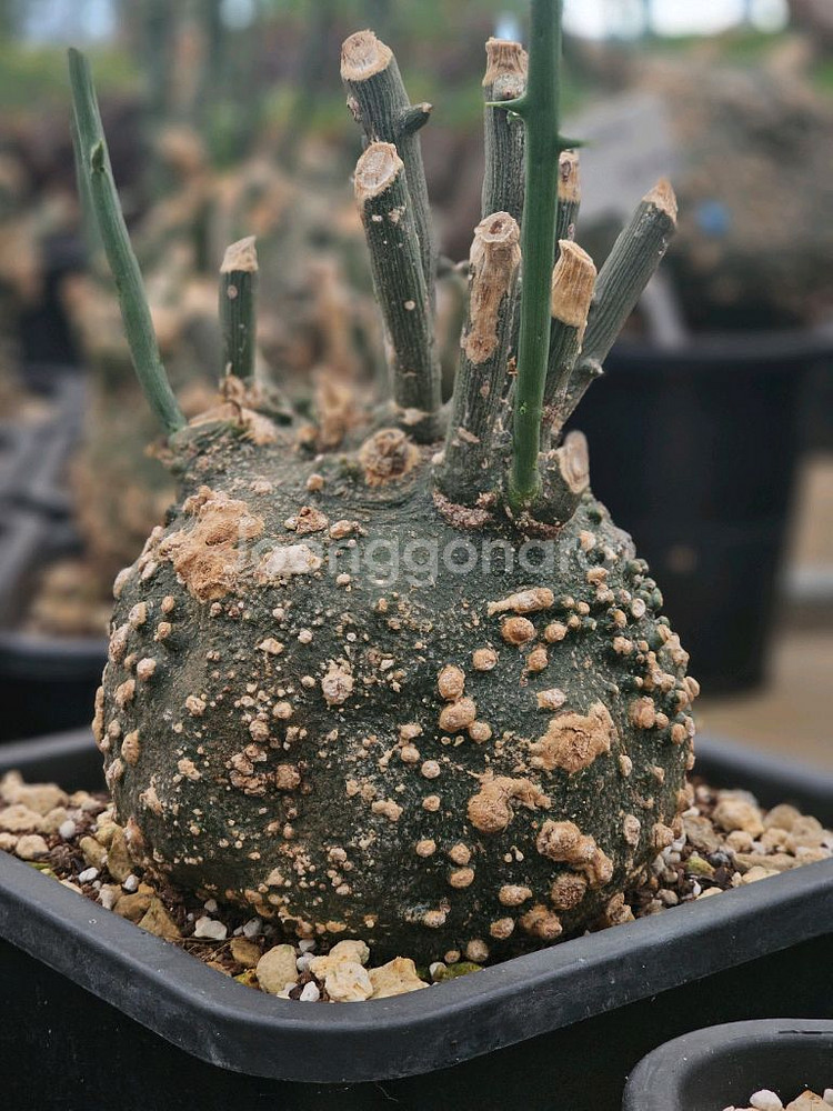 아데니아 글로보사 수형최고 초대품 (아프리카식물/코덱스--5