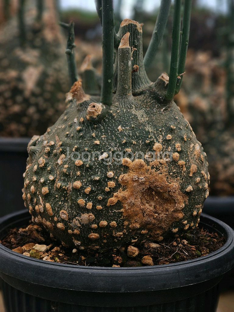 아데니아 글로보사 수형최고 초대품 (아프리카식물/코덱스--6