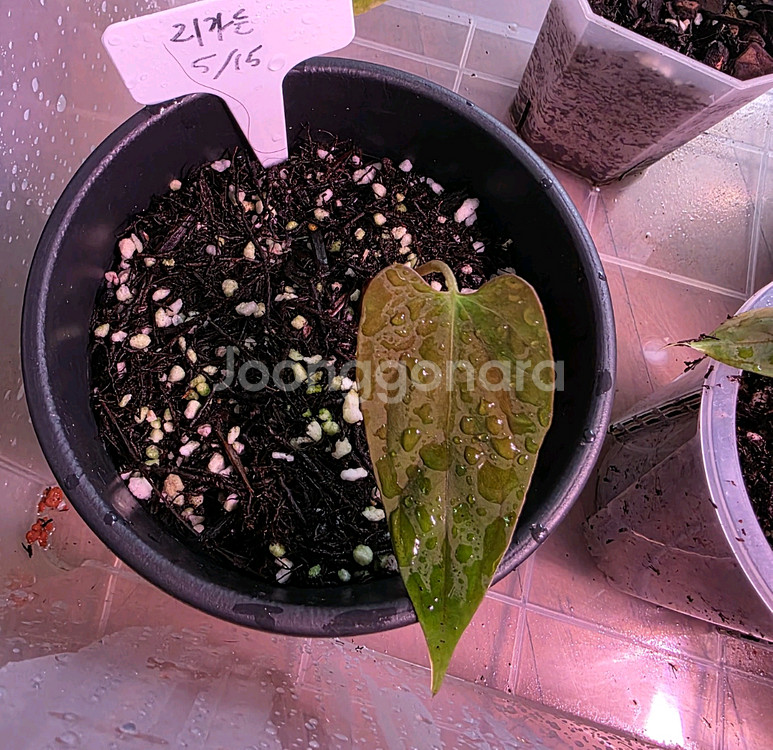 안스리움 리가든 파필--0