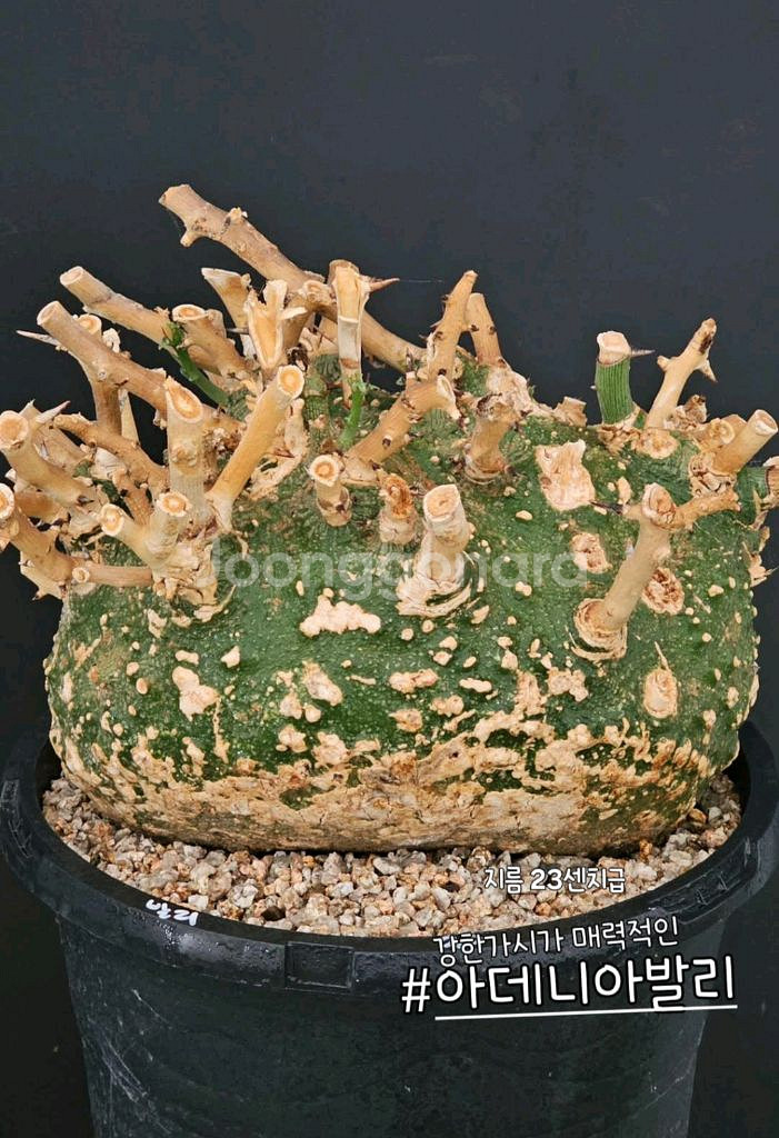 희귀식물 아데니아 발리 (아프리카식물/코덱스)--0