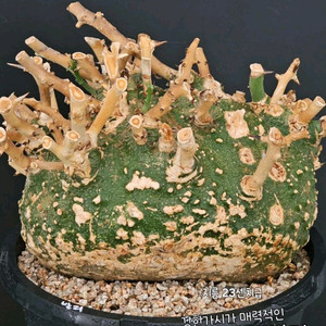 희귀식물 아데니아 발리 (아프리카식물/코덱스)