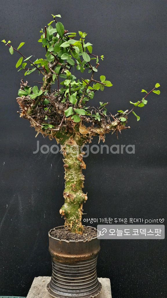 코미포라 미르하 (아프리카식물/코덱스)--0