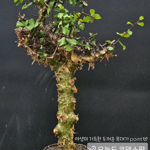 코미포라 미르하 (아프리카식물/코덱스)