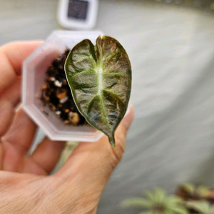 알로카시아 하트벌룬 바리에가타