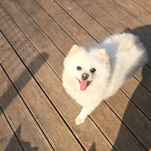 경금