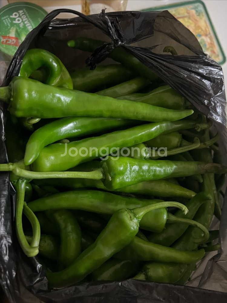 신선한 풋고추 판매합니다 직접 재배했어요--0