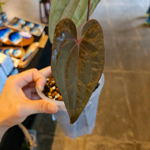 안스리움 레드베인 다크피닉스