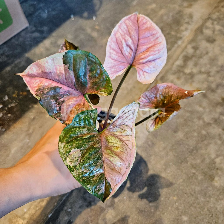 싱고니움 핑크쥬얼리--2