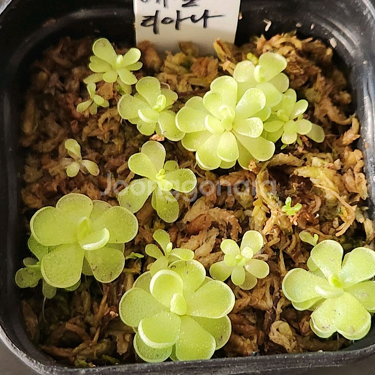 에셀리아나.벌레잡이제비꽃--0