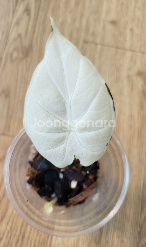 알로카시아 레갈쉴즈 알보 바리에가타--0