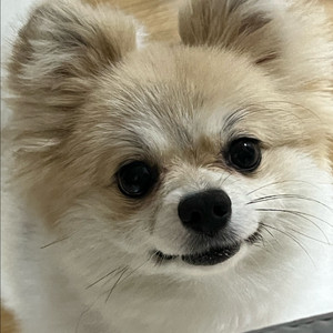 아크티스노바프로 무선 삽니다!!!!!