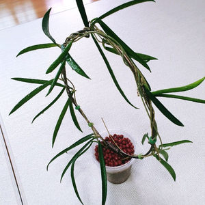 호야 쉐퍼디아이