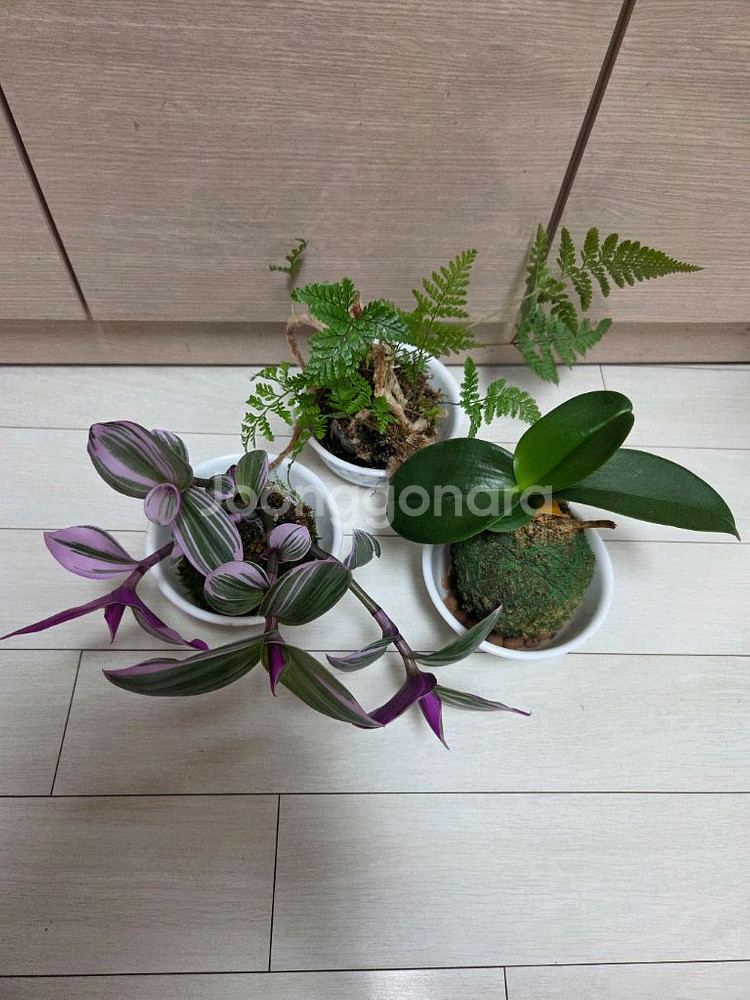 이끼볼3종 일괄_호접란.후마타.삼색달개비--0