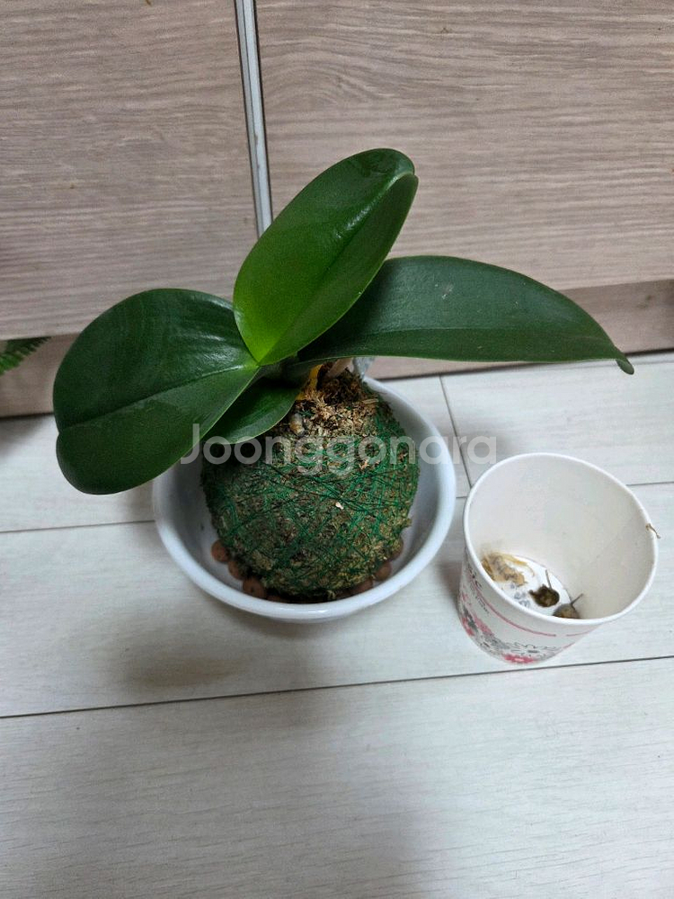 이끼볼3종 일괄_호접란.후마타.삼색달개비--1