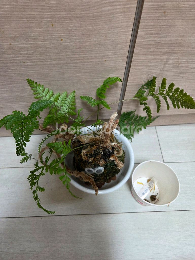 이끼볼3종 일괄_호접란.후마타.삼색달개비--4