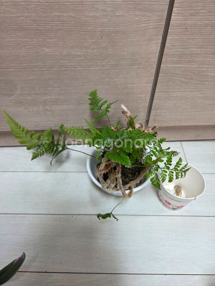 이끼볼3종 일괄_호접란.후마타.삼색달개비--5