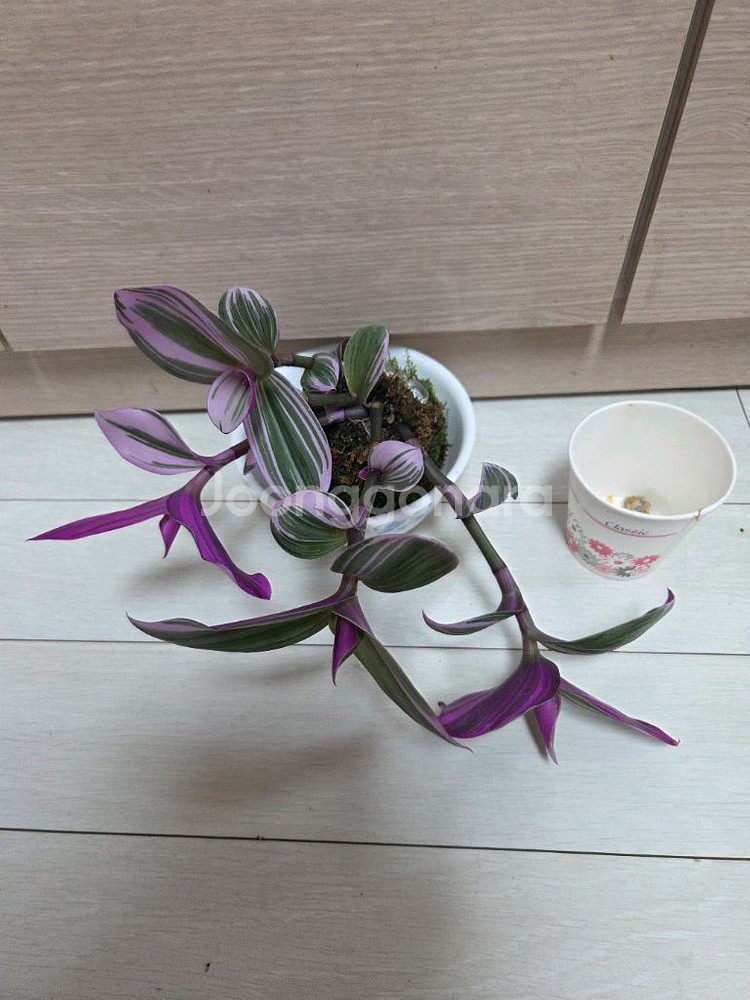 이끼볼3종 일괄_호접란.후마타.삼색달개비--6
